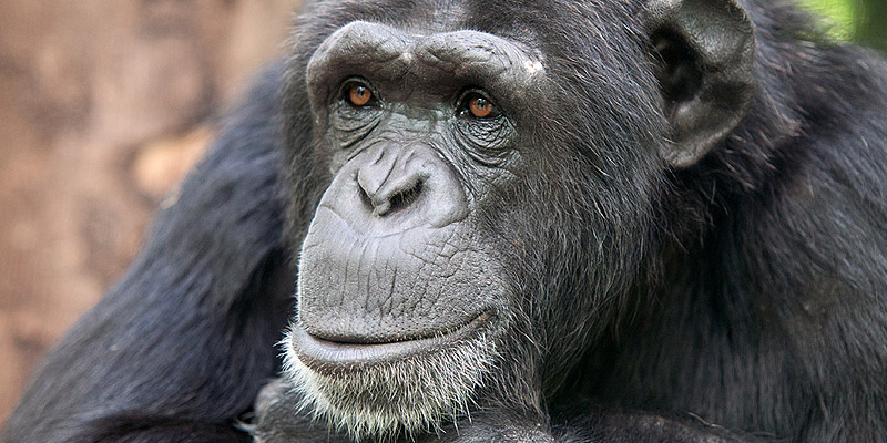 Chimpanzee at Gombe National Park